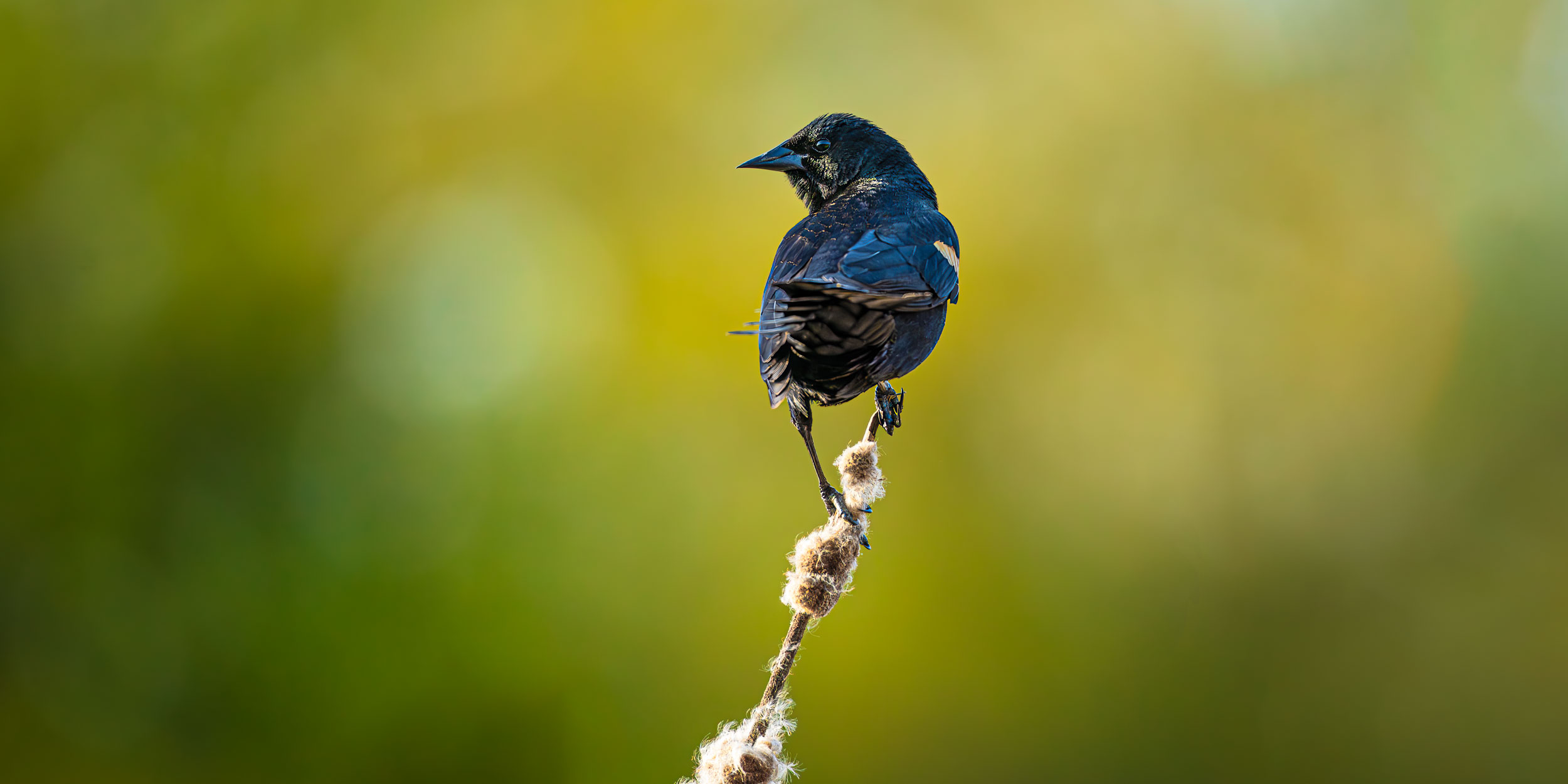 Wildlife&nbspPhotography