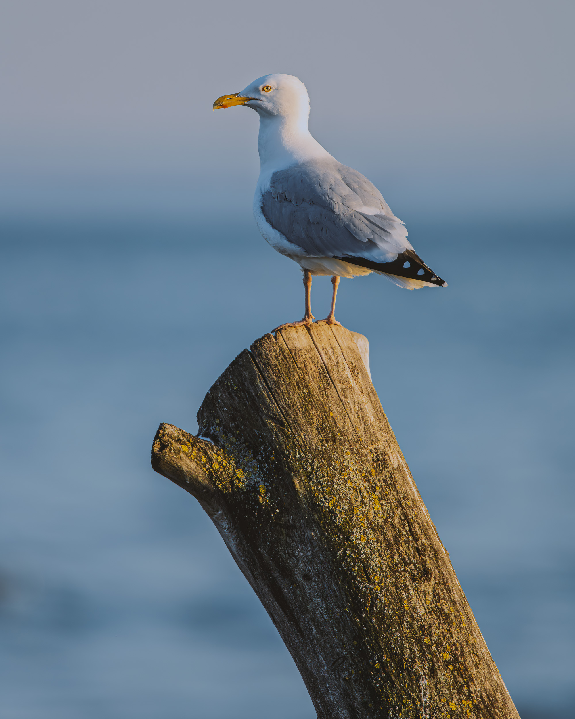 Project:&nbspGull