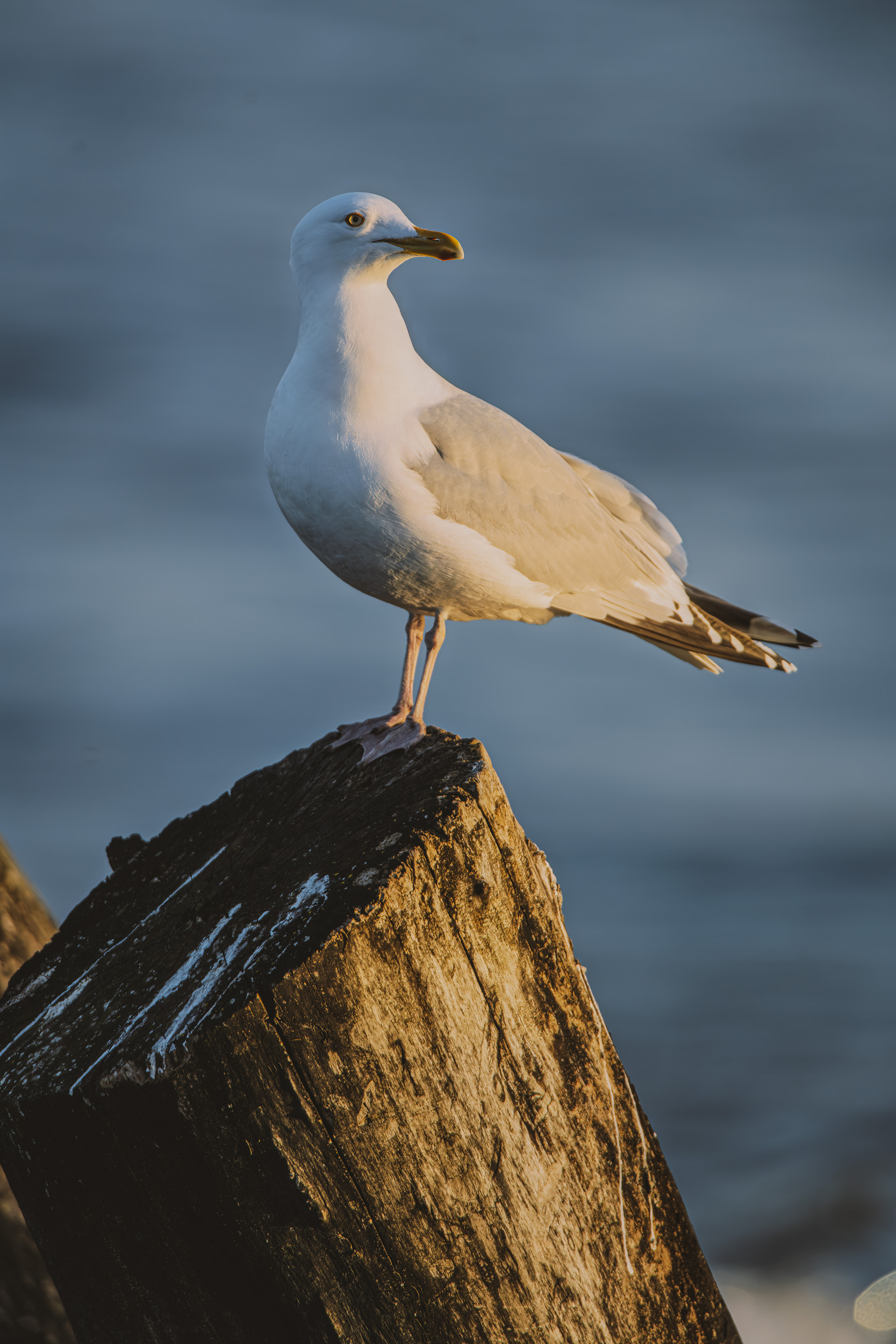 Project:&nbspGull