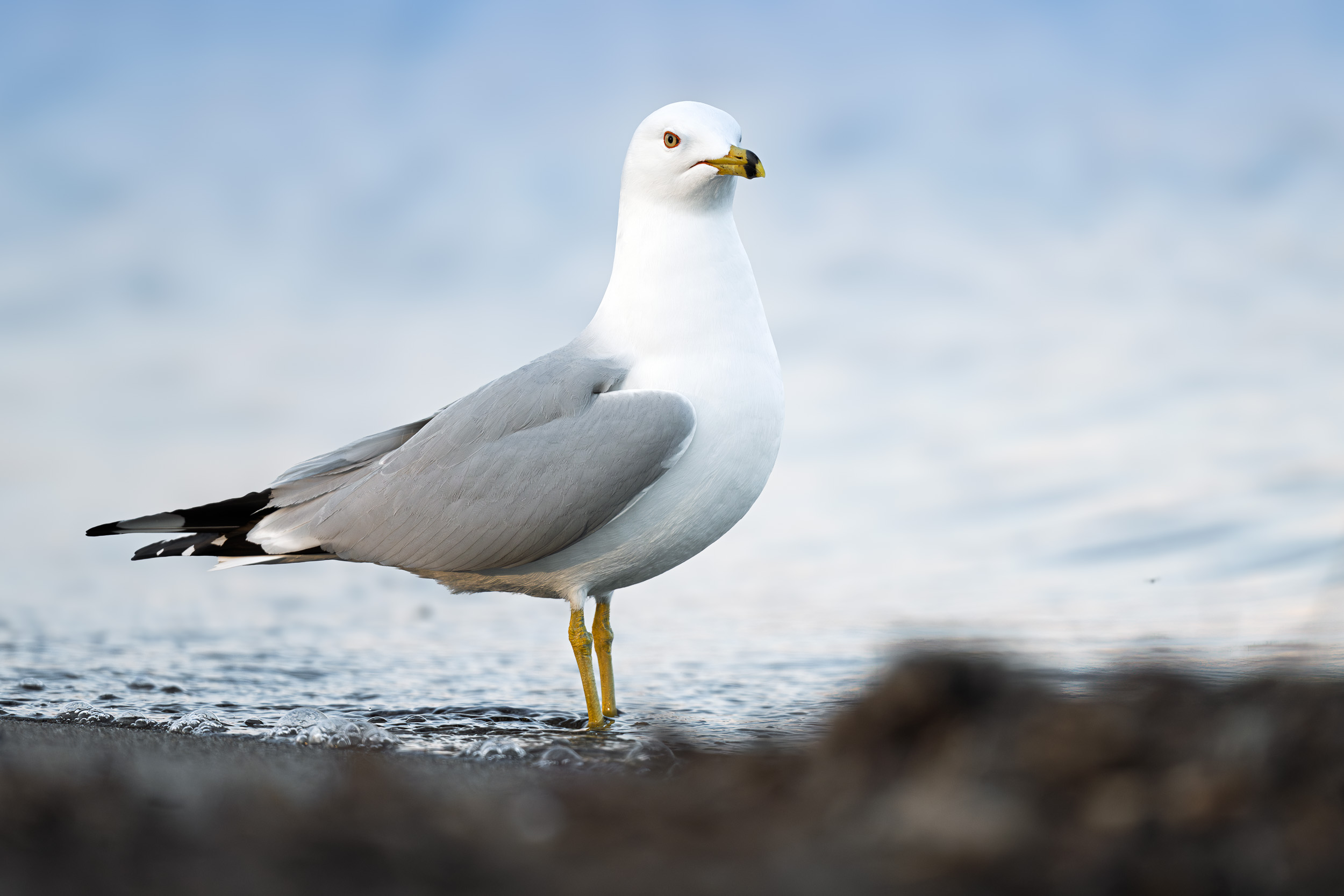Project:&nbspGull