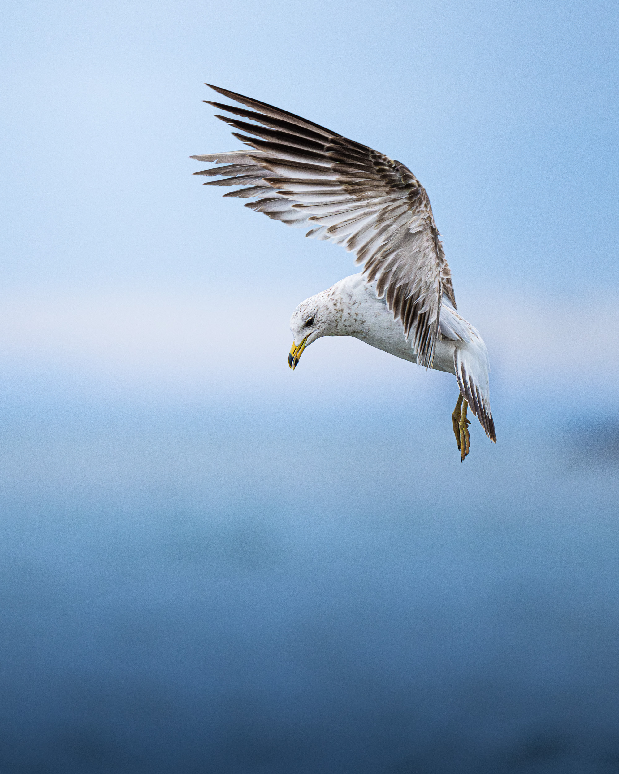 Project:&nbspGull